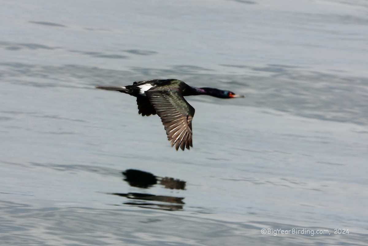 Cormoran pélagique - ML620732733