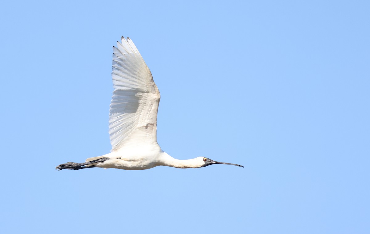 Royal Spoonbill - ML620732735