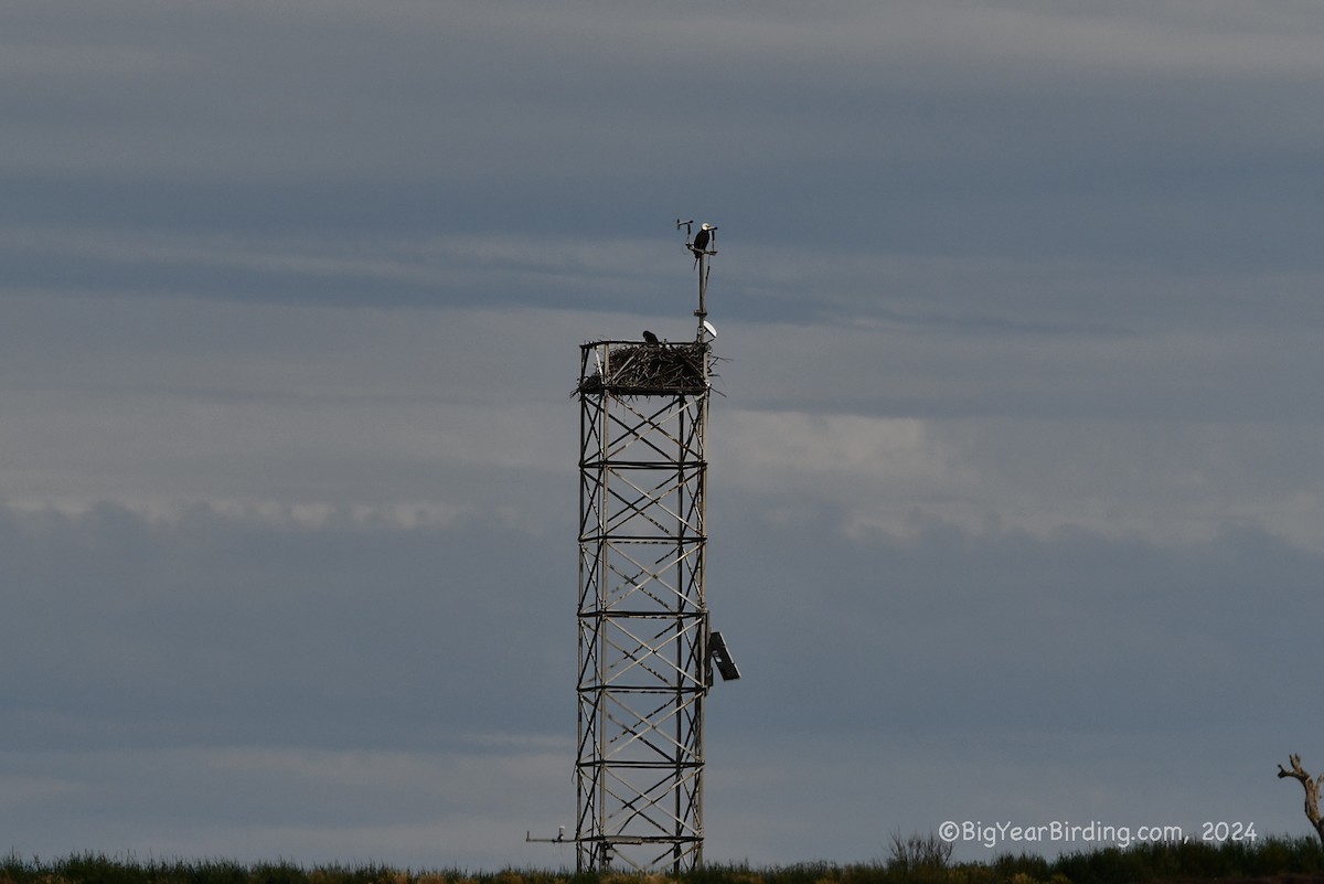 Weißkopf-Seeadler - ML620732737