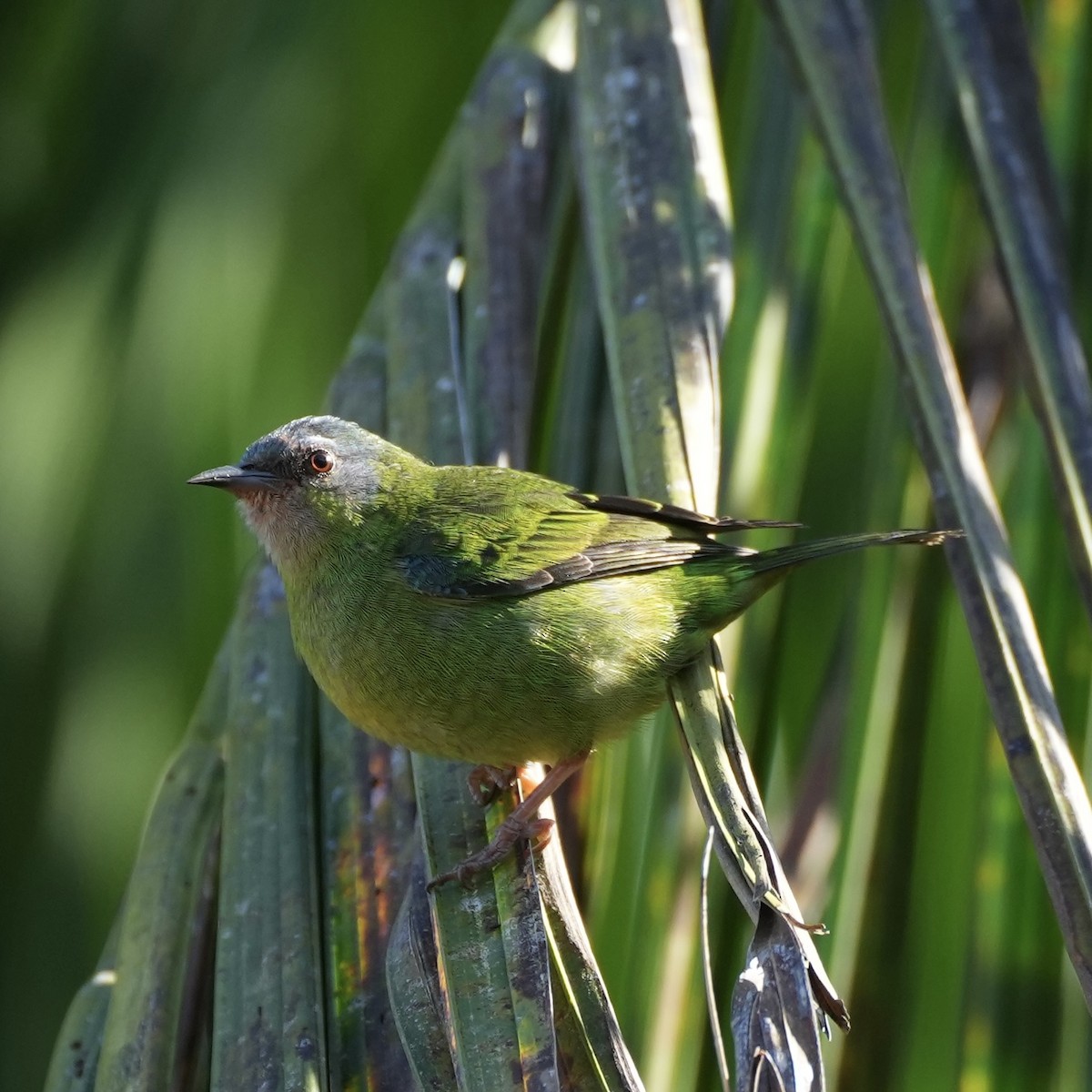 Blue Dacnis - ML620732744