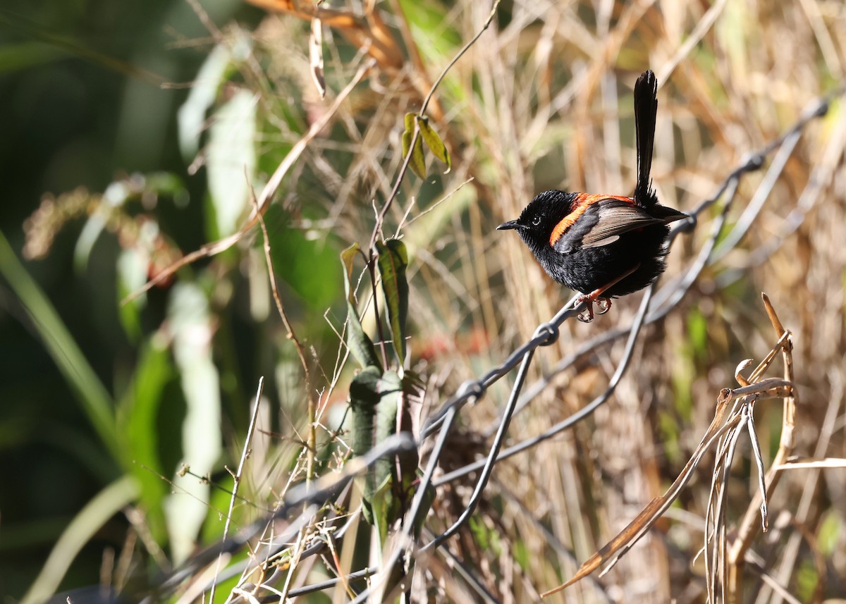 Red-backed Fairywren - ML620732745