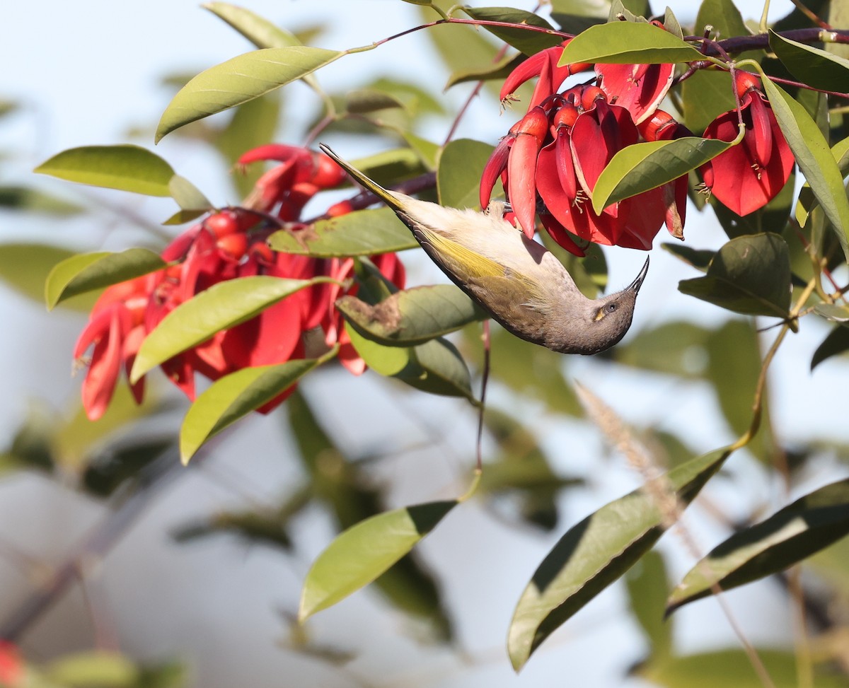 Brown Honeyeater - ML620732747