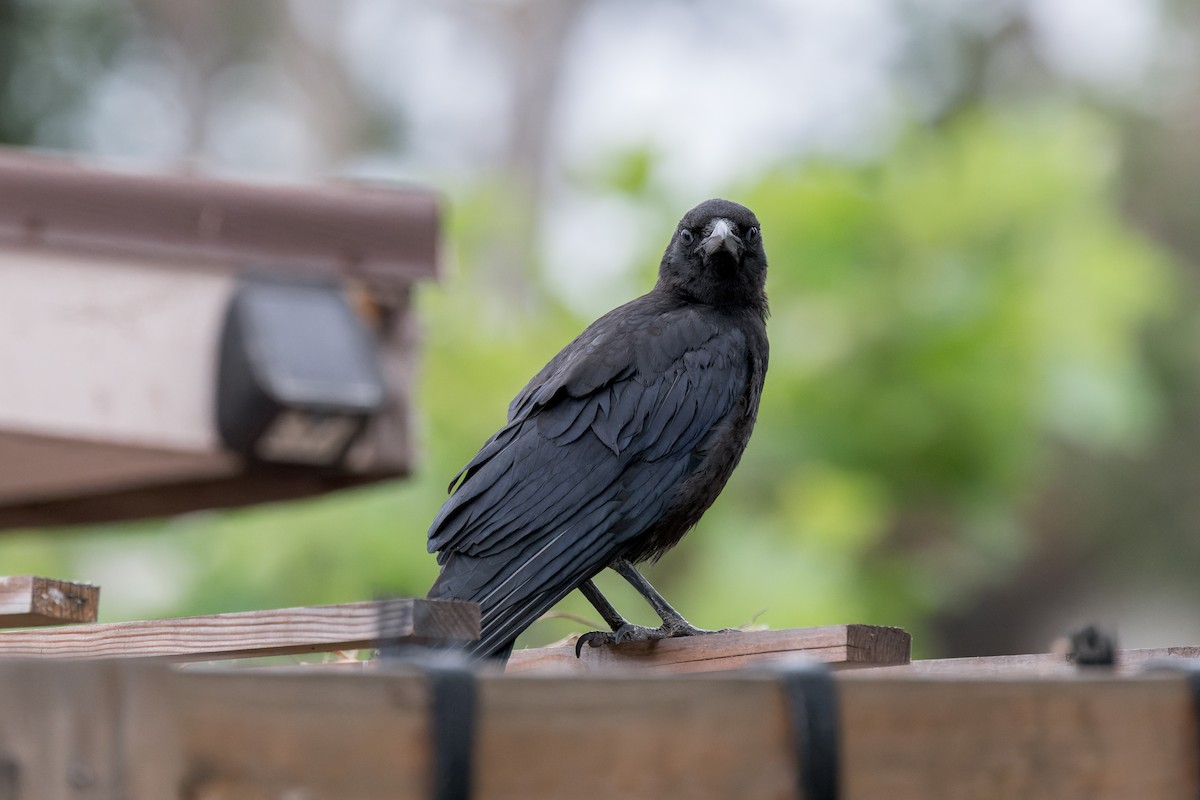 American Crow - Ruslan Balagansky