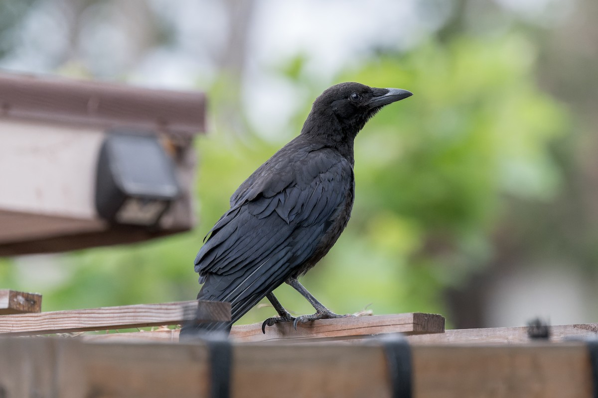 American Crow - ML620732749