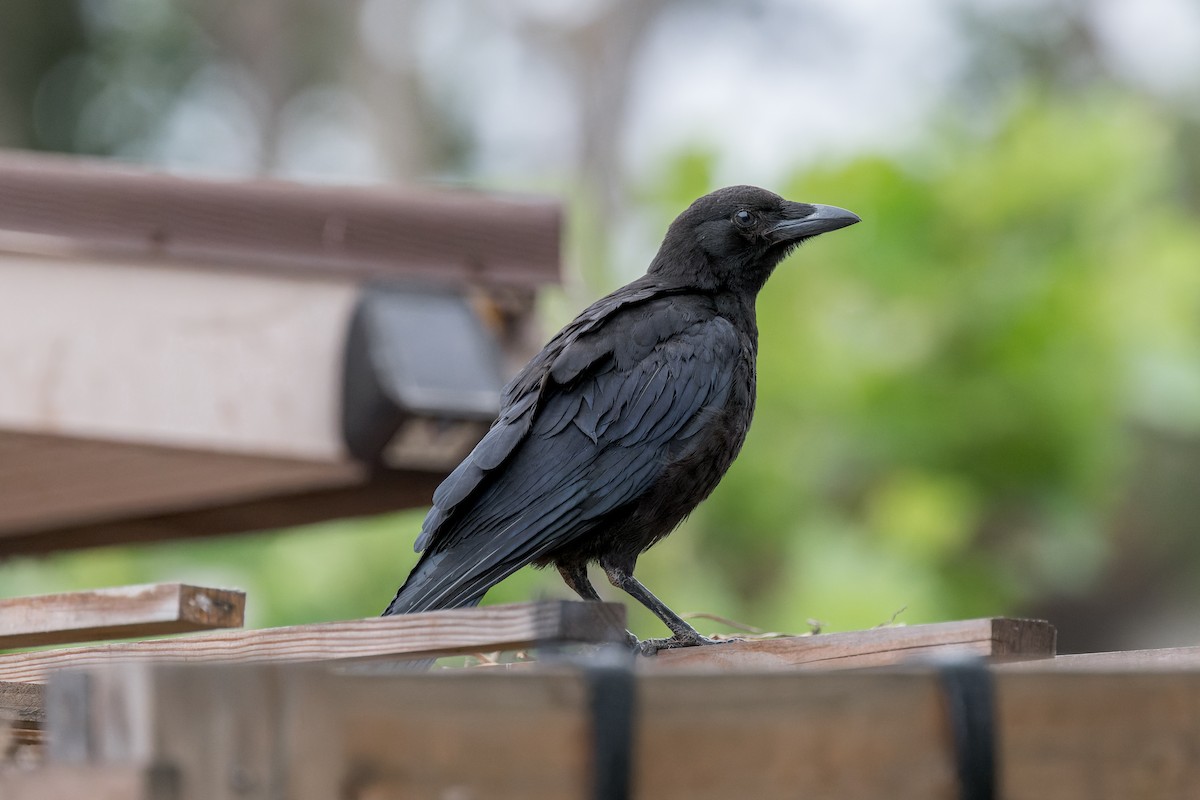 American Crow - ML620732750