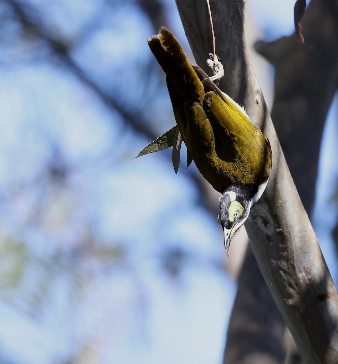 Blue-faced Honeyeater - ML620732753