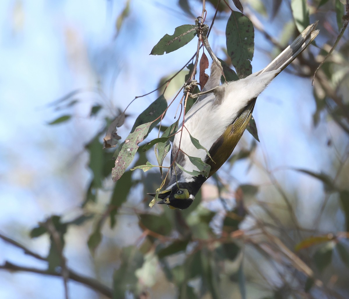 Blue-faced Honeyeater - ML620732754