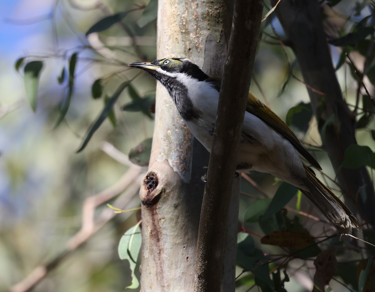 Blue-faced Honeyeater - ML620732757