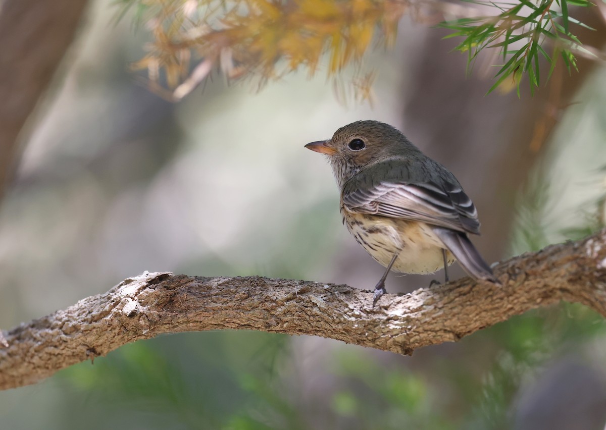 Rufous Whistler - ML620732760