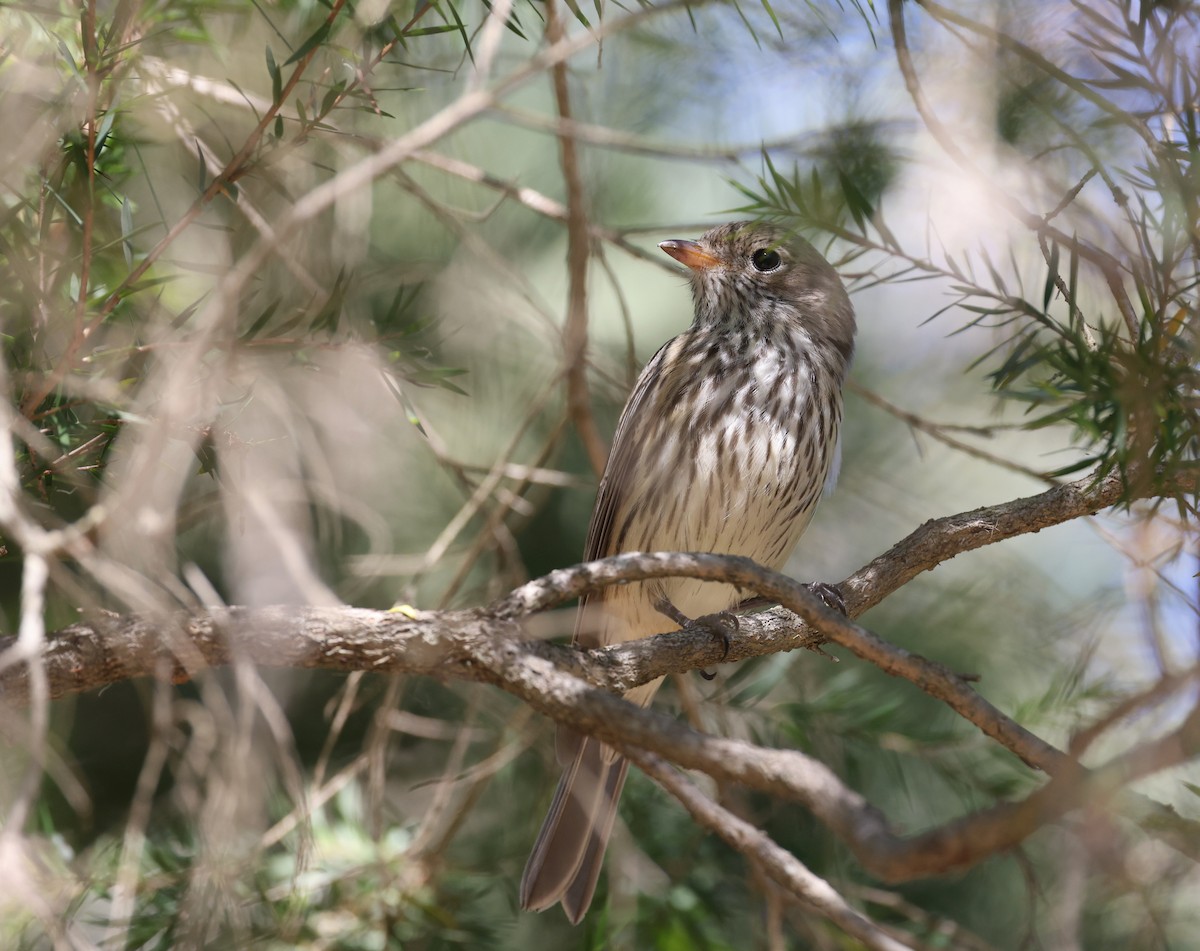 Rufous Whistler - ML620732761