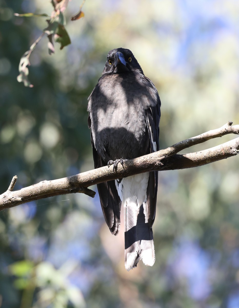 Pied Currawong - ML620732764