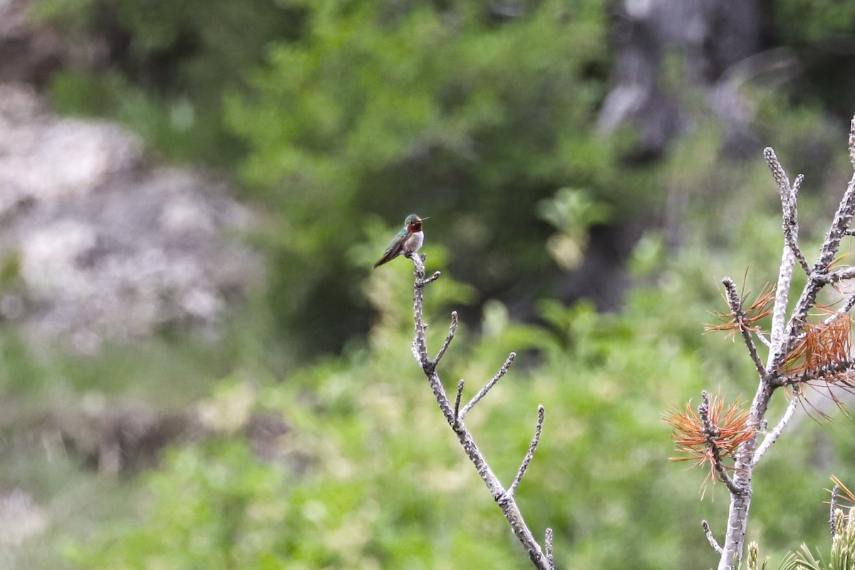 Broad-tailed Hummingbird - ML620732769