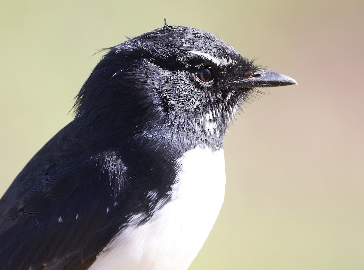 Willie-wagtail - ML620732770