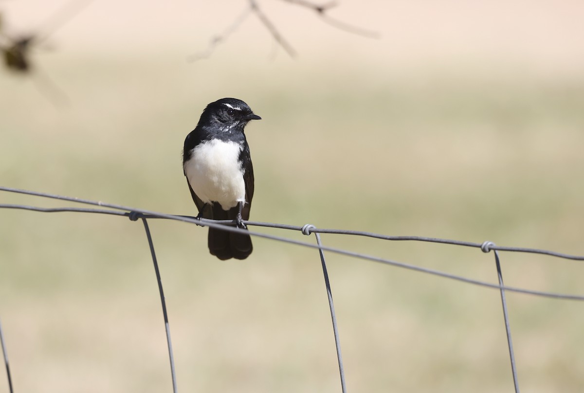 Willie-wagtail - ML620732771