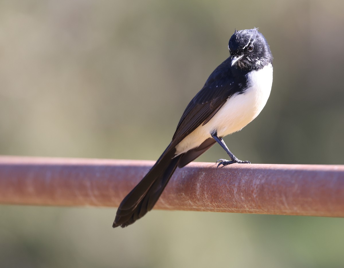 Willie-wagtail - ML620732772