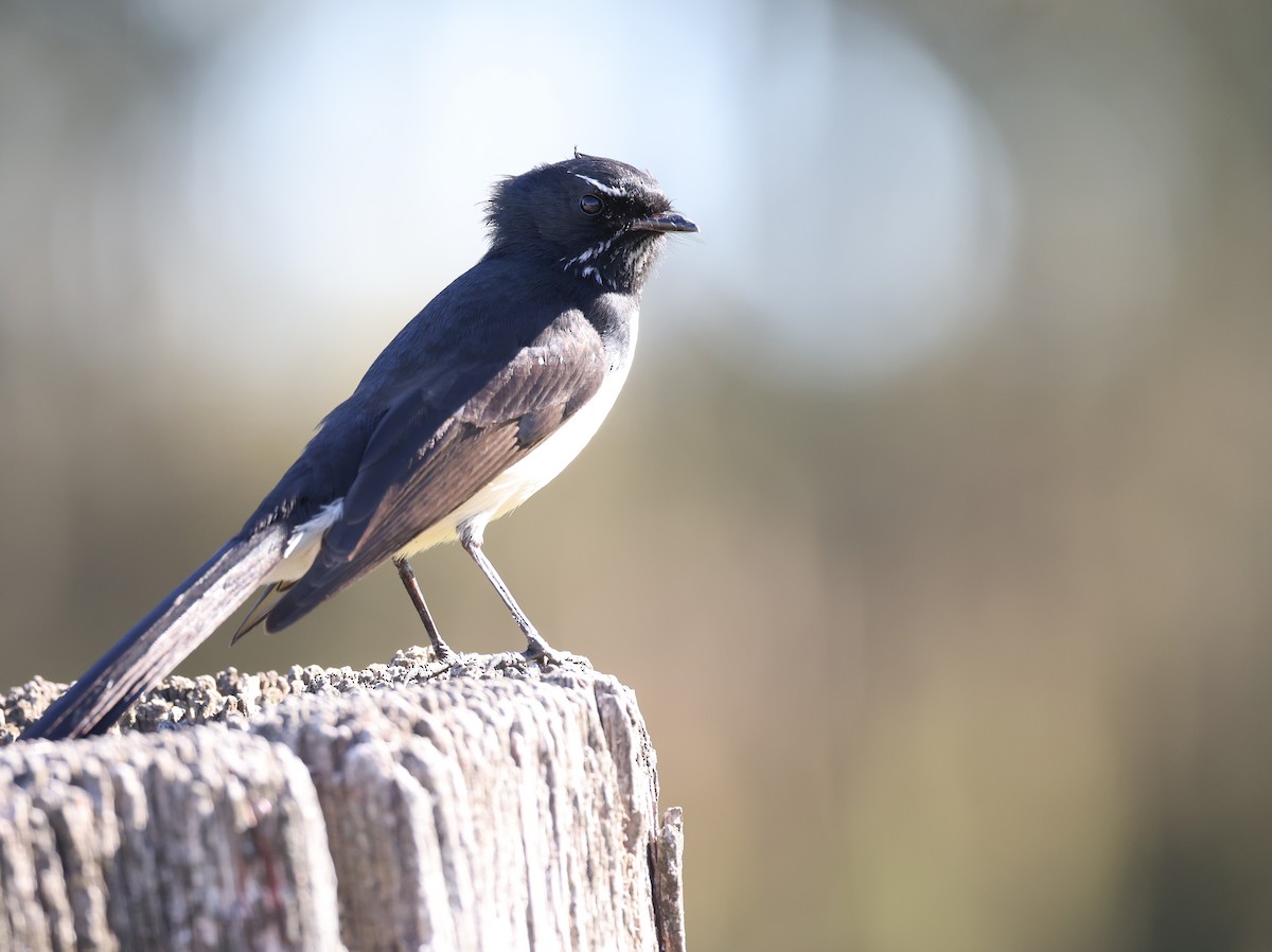 Willie-wagtail - ML620732773