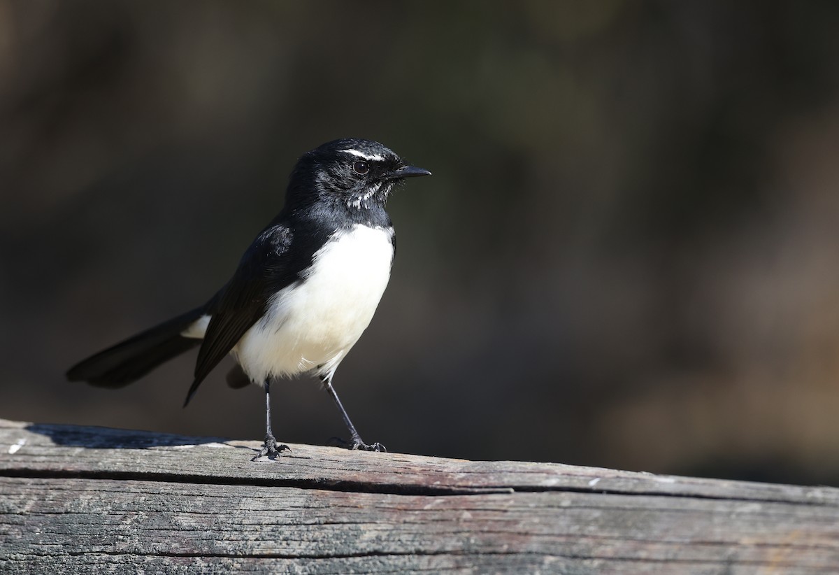 Willie-wagtail - ML620732774