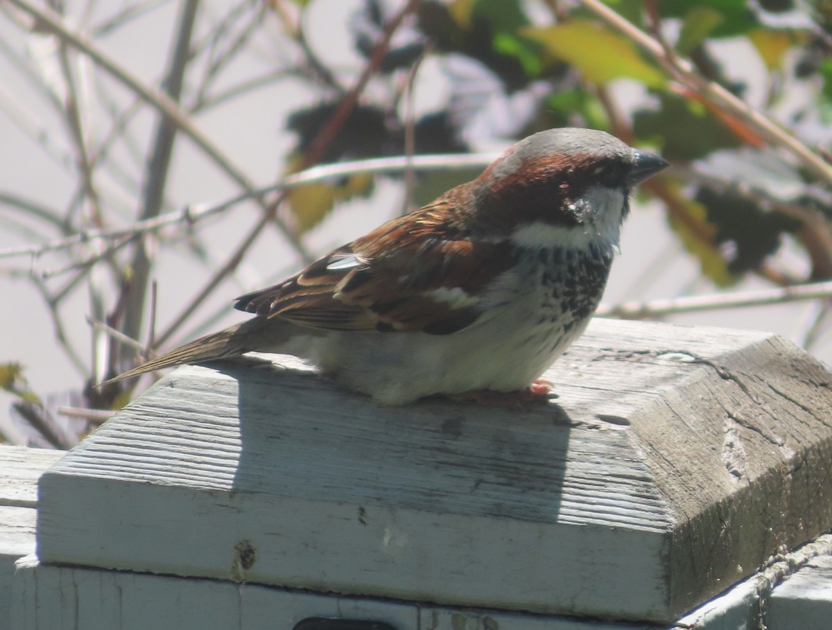 House Sparrow - ML620732776