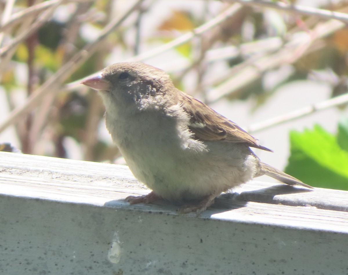 House Sparrow - ML620732786