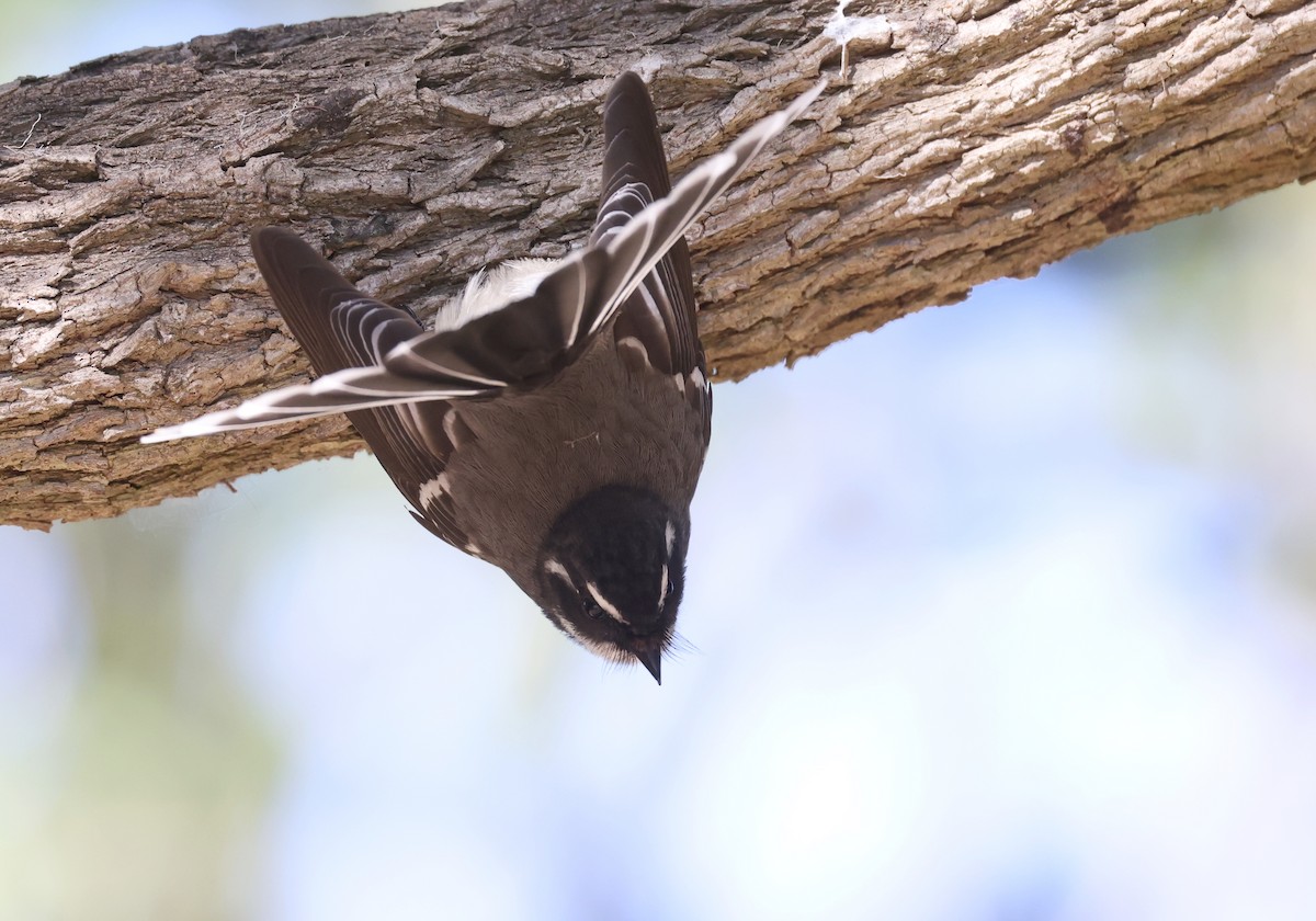 Gray Fantail - ML620732790