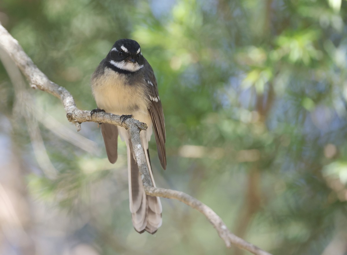 Gray Fantail - Andy Gee