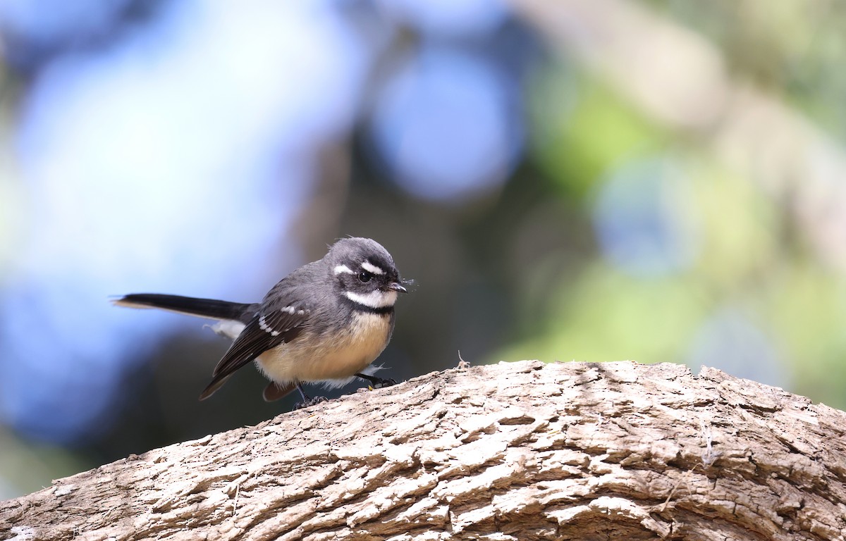 Gray Fantail - ML620732792