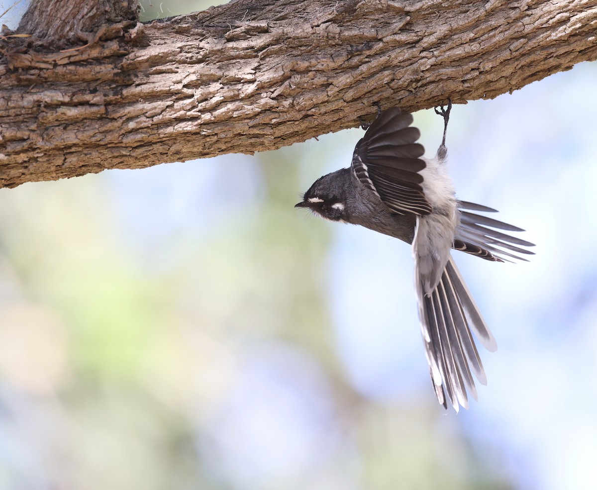 Gray Fantail - ML620732793