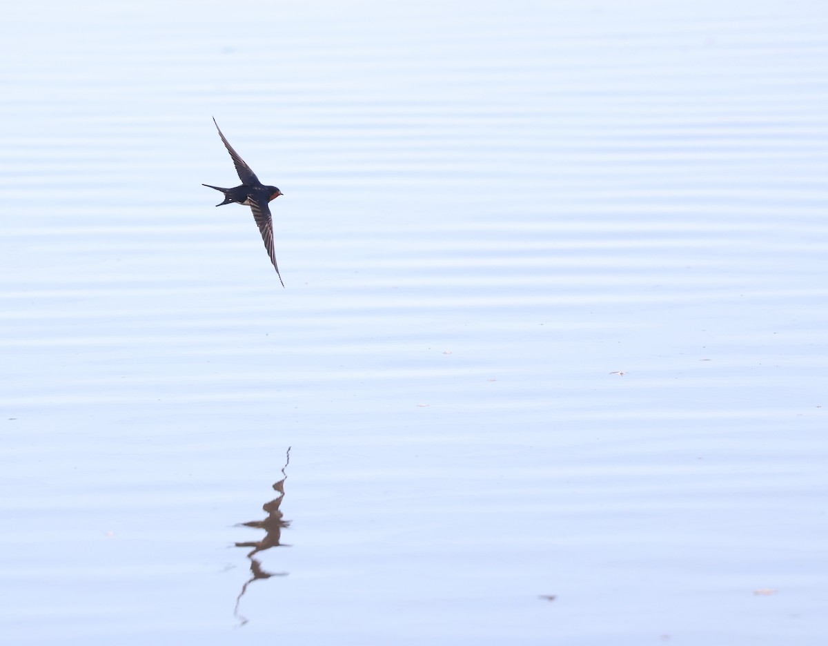 Golondrina Australiana - ML620732802