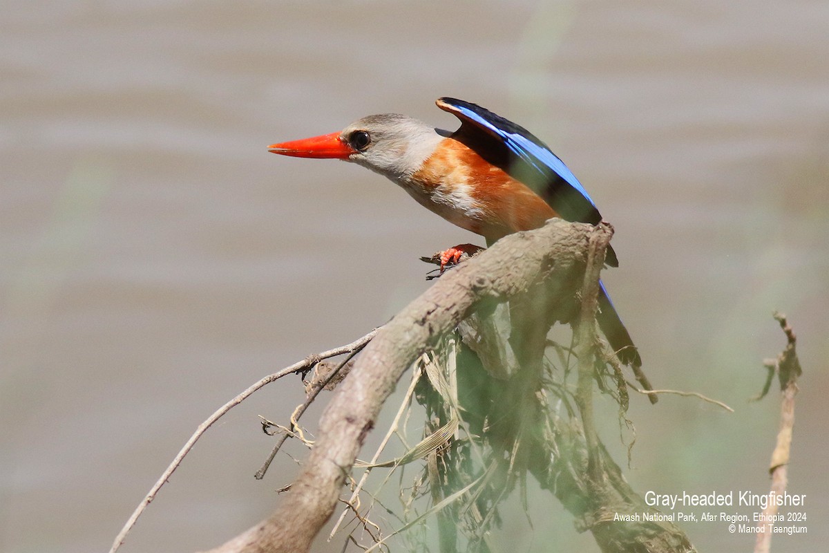 Gray-headed Kingfisher - ML620732804