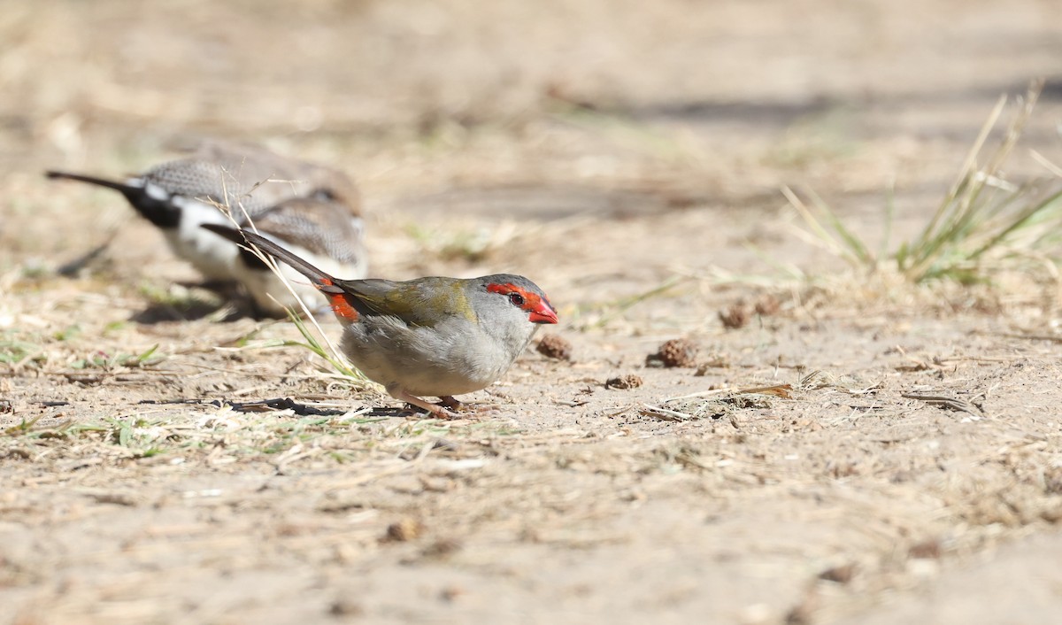 Red-browed Firetail - ML620732807