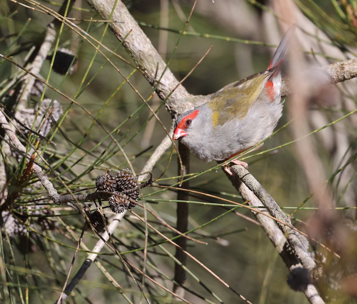 Red-browed Firetail - ML620732808