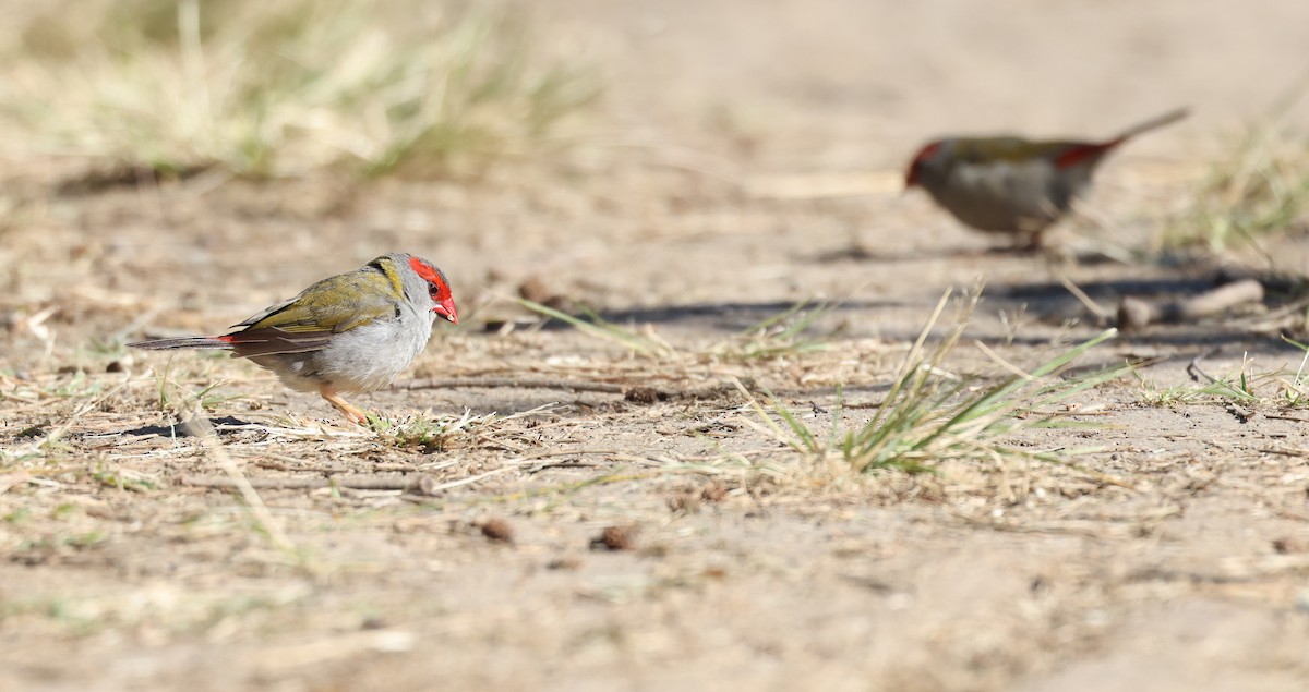 Red-browed Firetail - ML620732809