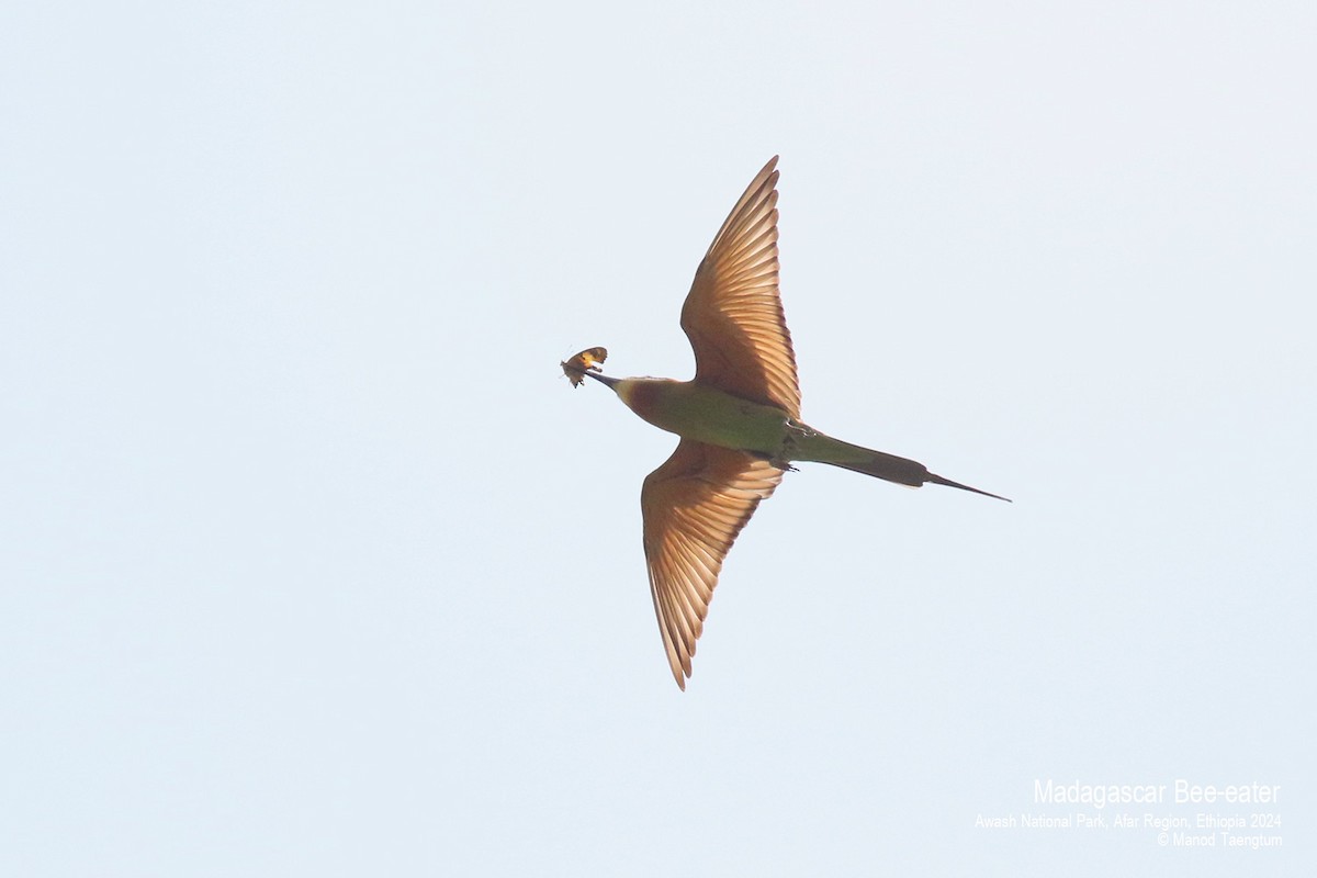Madagascar Bee-eater - ML620732810