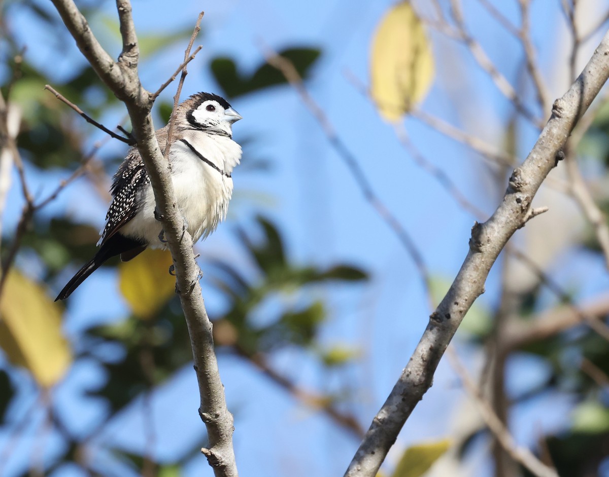 Double-barred Finch - ML620732812