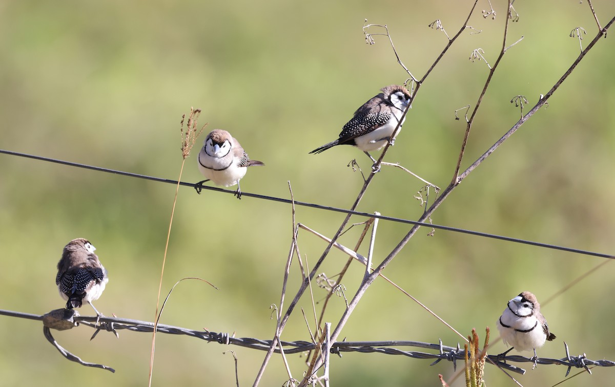 Double-barred Finch - ML620732815