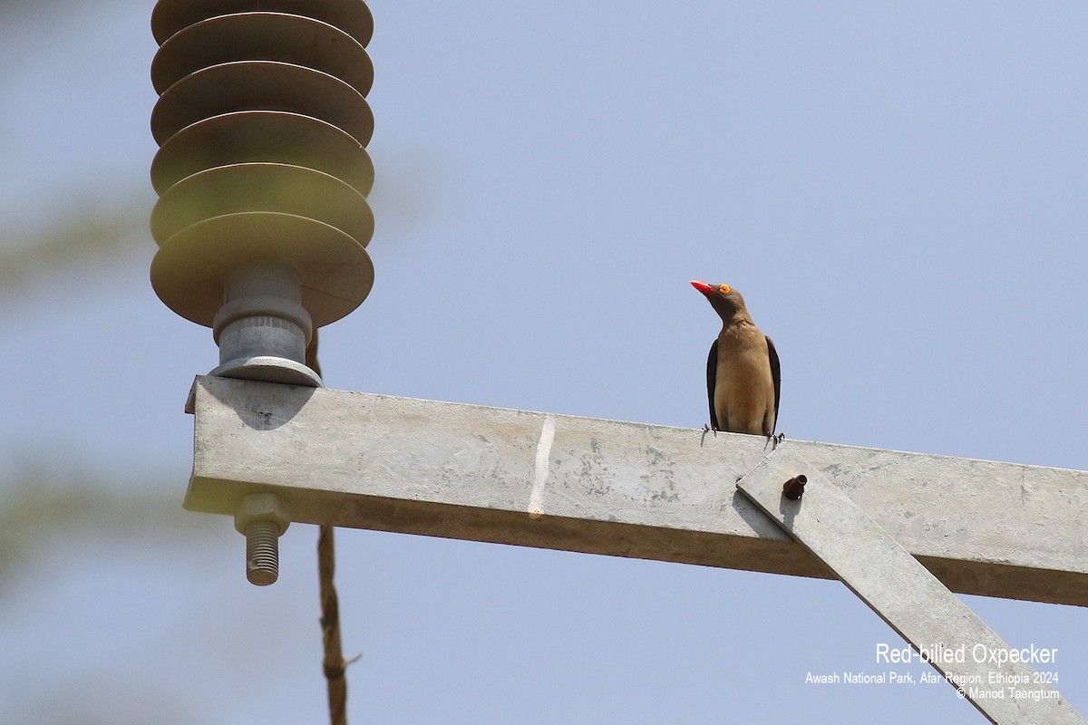 Red-billed Oxpecker - ML620732816