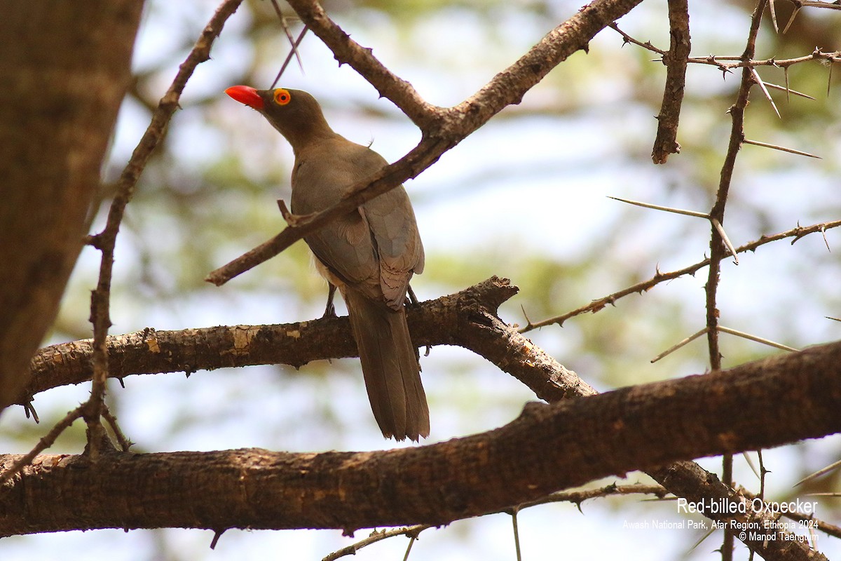 Red-billed Oxpecker - ML620732817