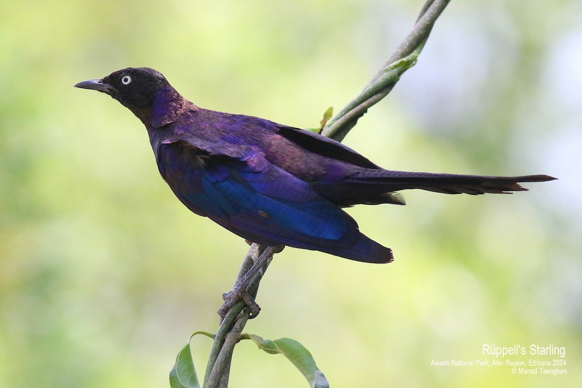 Rüppell's Starling - ML620732820