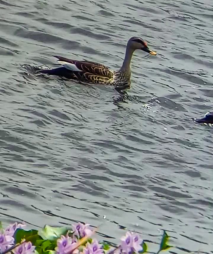 Indian Spot-billed Duck - ML620732823