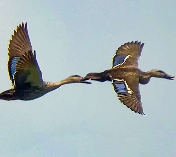 Indian Spot-billed Duck - ML620732825