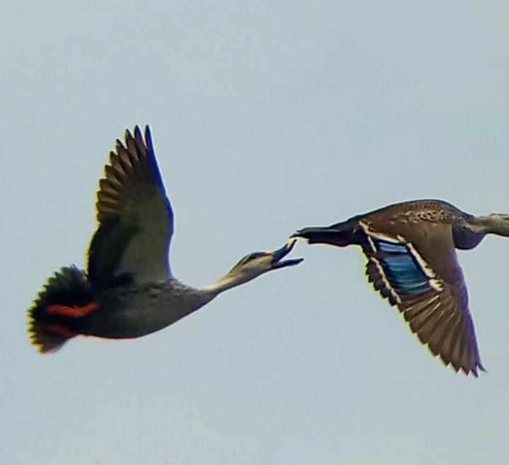 Indian Spot-billed Duck - Kusumita Medhekar