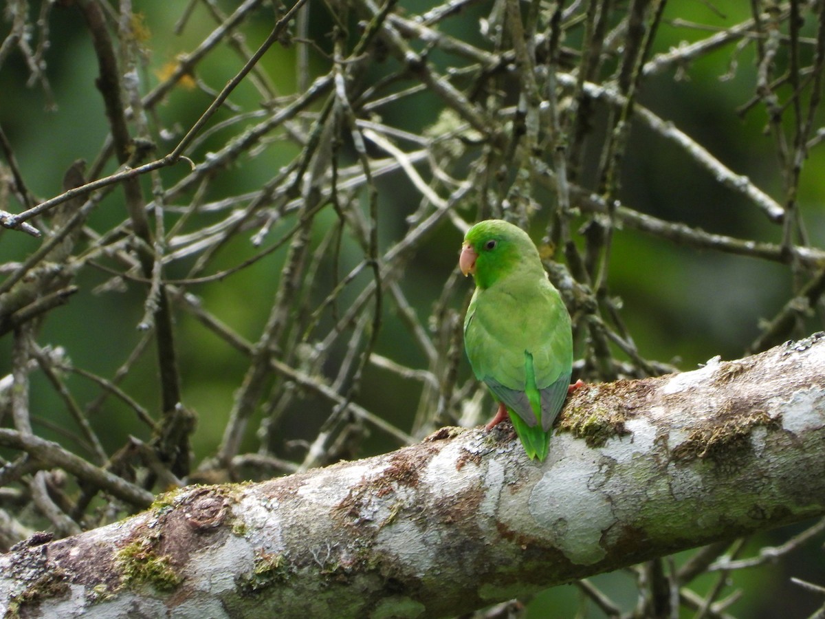 Green-rumped Parrotlet - ML620732835