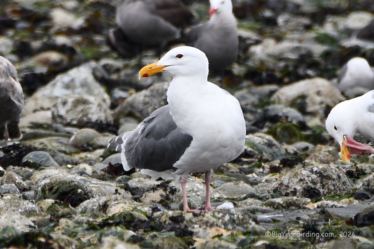 Goéland d'Audubon - ML620732838