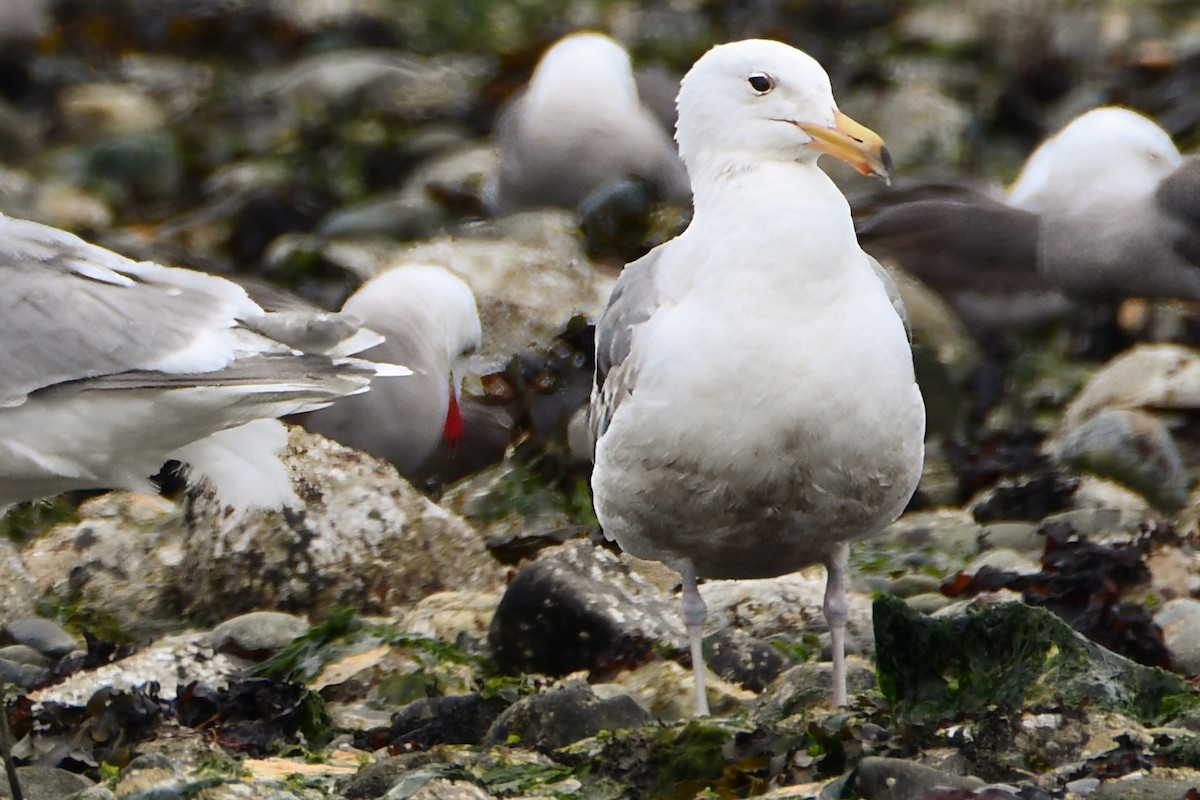 California Gull - ML620732841