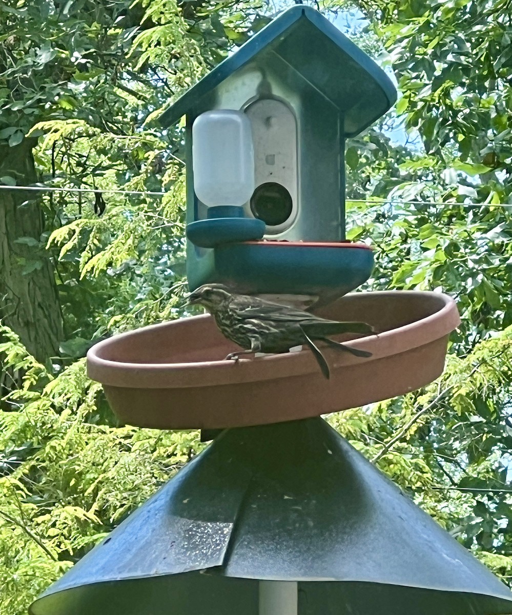 Red-winged Blackbird - ML620732842