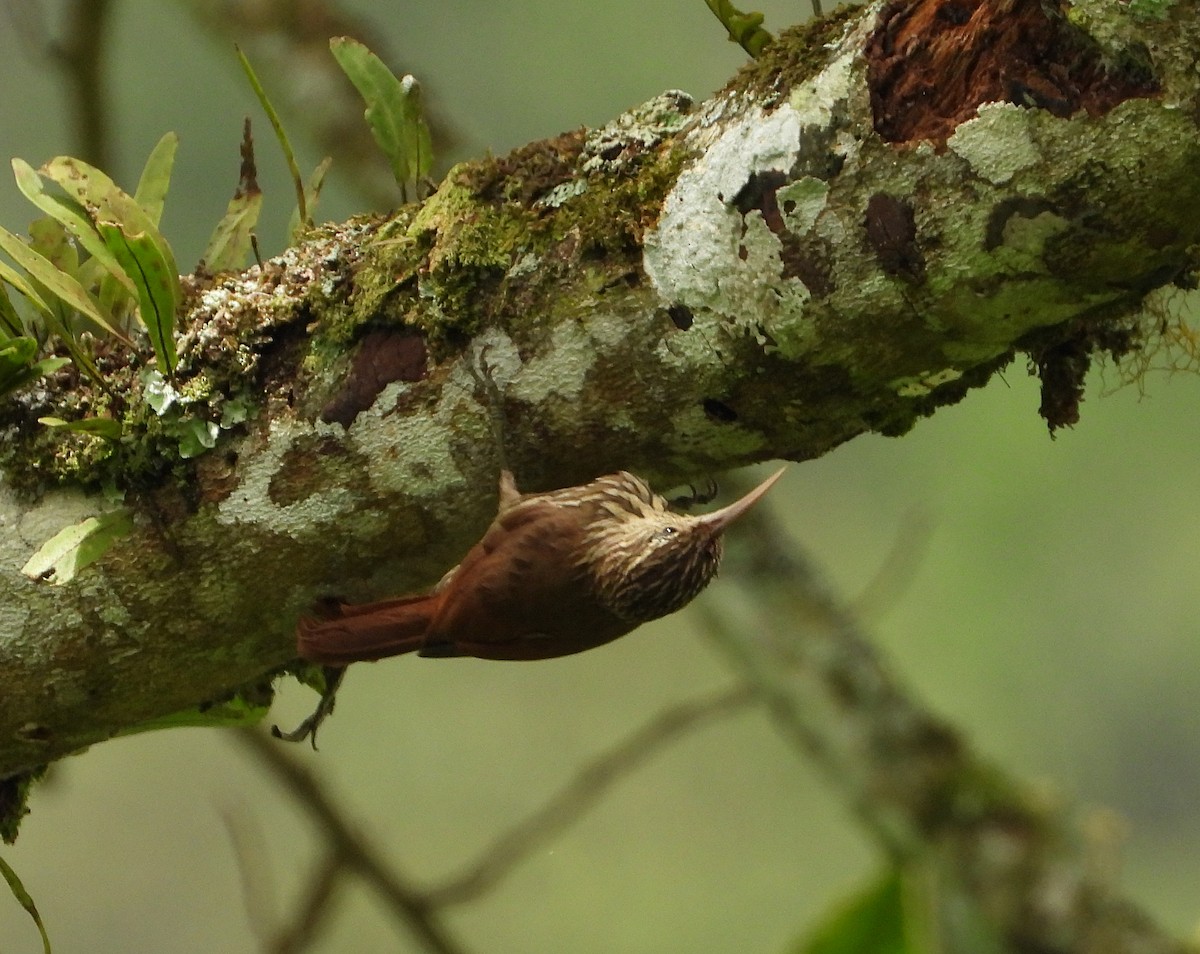 Streak-headed Woodcreeper - ML620732843