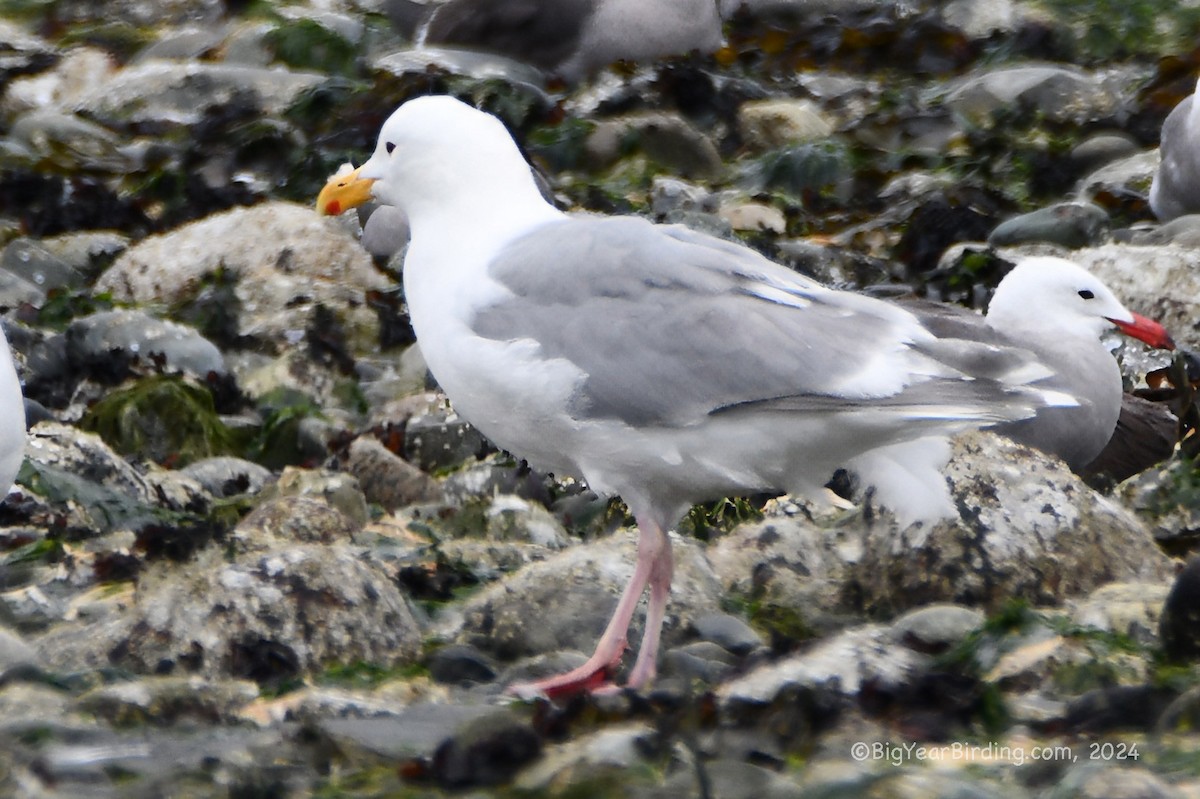 Glaucous-winged Gull - ML620732844