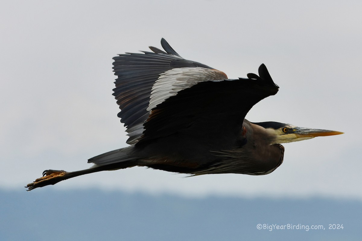 Great Blue Heron - ML620732846