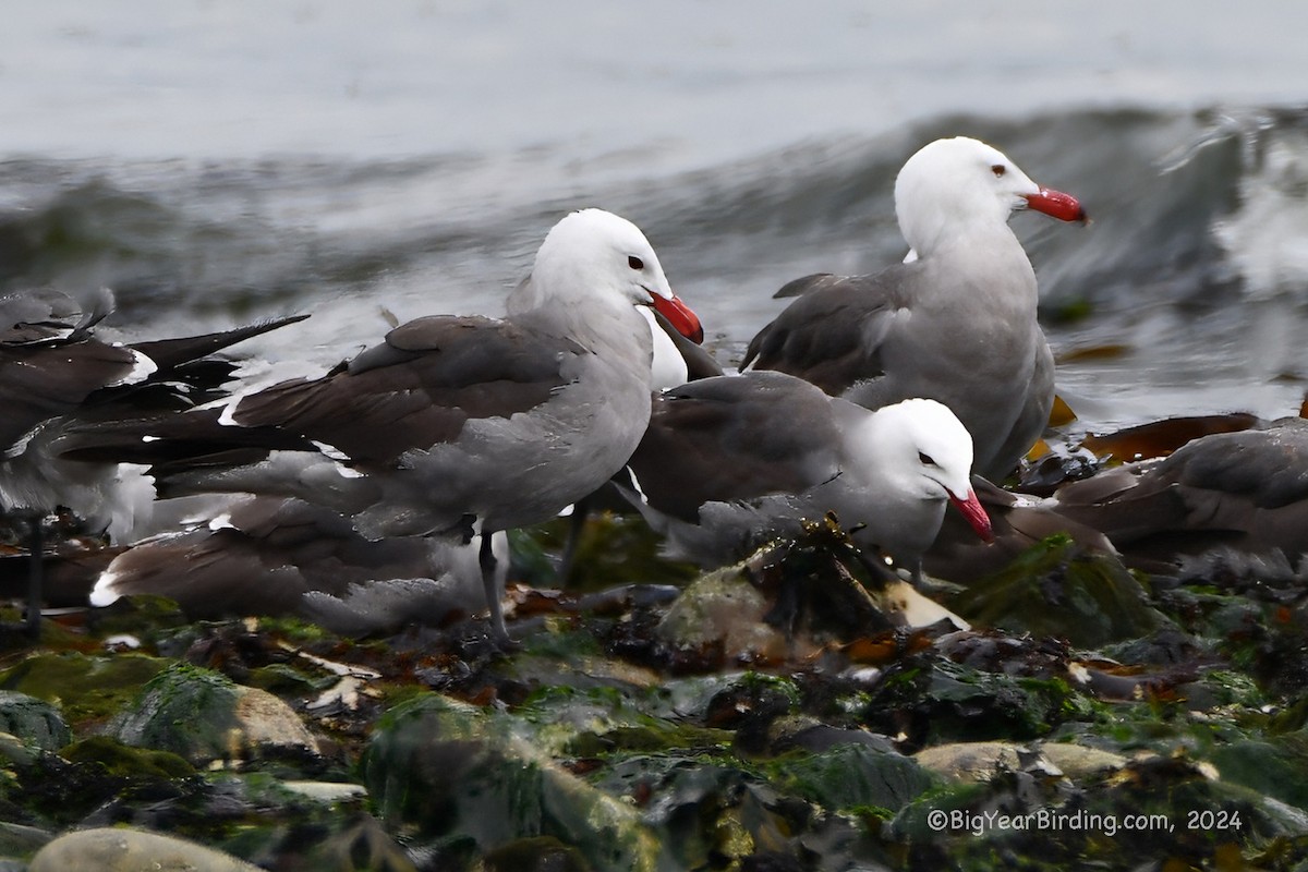 Heermann's Gull - ML620732851