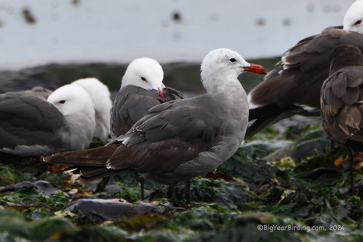 Heermann's Gull - ML620732852